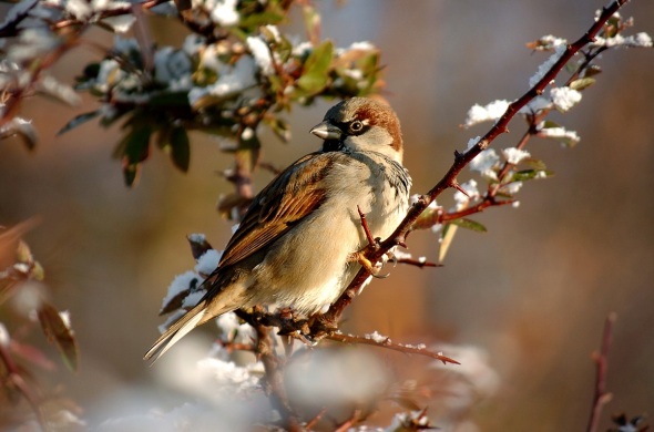 Sparrow_on_snowy_branch